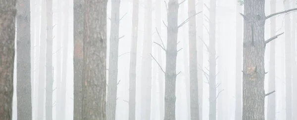 Árboles Poderosos Una Niebla Matutina Majestuoso Bosque Siempreverde Paisaje Atmosférico — Foto de Stock