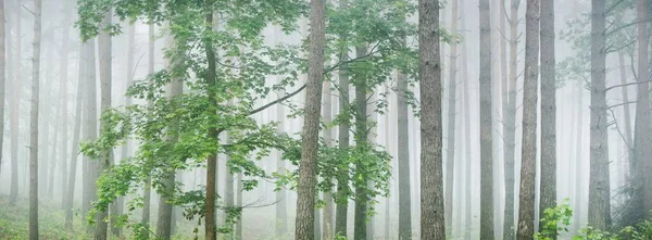 Sabahın sisinde güçlü ağaçlar. Görkemli Evergreen Ormanı. Atmosferik manzara. Çevre, çevre, yalnızlık, karanlık, kuzey ormanları
