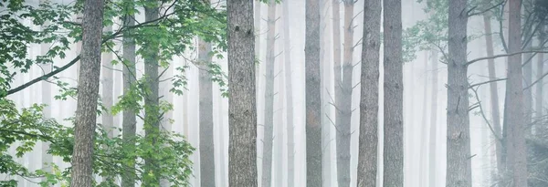 Sabahın sisinde güçlü ağaçlar. Görkemli Evergreen Ormanı. Atmosferik manzara. Çevre, çevre, yalnızlık, karanlık, kuzey ormanları