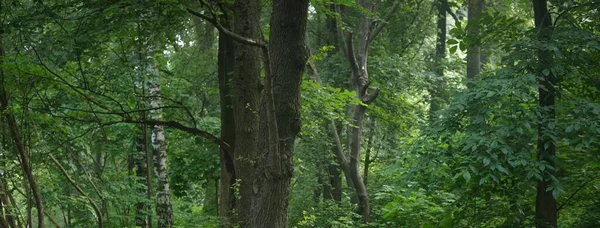 Sabahın sisinde güçlü ağaçlar. Gün doğumunda yaprak döken orman. Karanlık atmosferik manzara. Ekoloji, eko turizm, Avrupa 'da çevre koruma