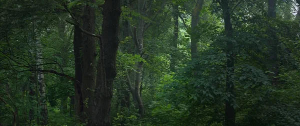 Puissants Arbres Dans Brouillard Matinal Forêt Feuillus Lever Soleil Paysage — Photo