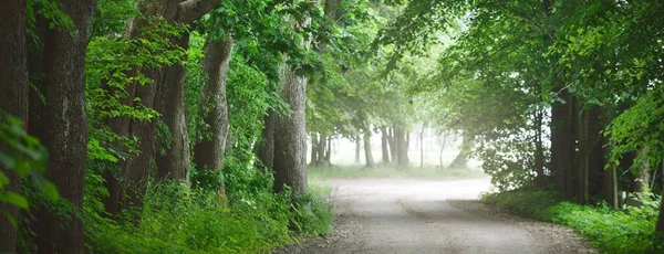 黑暗空旷的神秘小巷 单行乡间小路 穿过绿落叶的树木 拉脱维亚 Idyllic景观 天然隧道自行车 北步行 生态旅游 — 图库照片