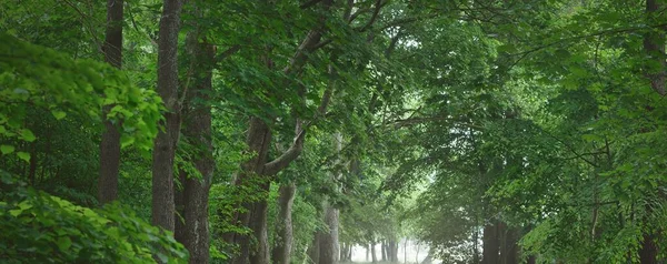 Yeşil yaprak döken ağaçların arasında karanlık, gizemli bir ara sokak (tek şerit kırsal yol). - Letonya. Idyllic manzara. Doğal tünel. Bisiklet, spor, İskandinav yürüyüşü, eko turizm, çevre
