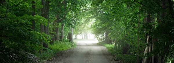 Yeşil yaprak döken ağaçların arasında karanlık, gizemli bir ara sokak (tek şerit kırsal yol). - Letonya. Idyllic manzara. Doğal tünel. Bisiklet, spor, İskandinav yürüyüşü, eko turizm, çevre