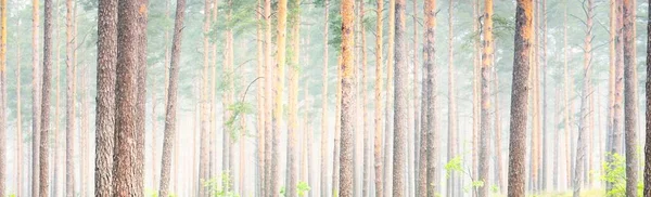 Hatalmas Fák Egy Reggeli Ködben Fenséges Örökzöld Erdő Légköri Táj — Stock Fotó
