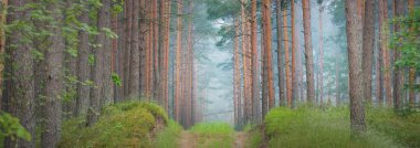 Antik çam ağaçları ve sabah sisinin içinde dolambaçlı bir patika. - Letonya. Atmosferik manzara. Çevre, çevre, yalnızlık, karanlık, kuzey ormanları