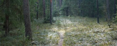 Karanlık Majestic Evergreen ormanının tepelerinden panoramik manzara. Güçlü ağaçlar, ağaç kütükleri, yeşil bitkiler, yosunlar. Sis, güneş ışığı. Avrupa 'da bahar. Doğa, ekoloji, çevre koruma, eko-turizm