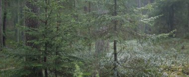 Karanlık Majestic Evergreen ormanının tepelerinden panoramik manzara. Güçlü ağaçlar, ağaç kütükleri, yeşil bitkiler, yosunlar. Sis, güneş ışığı. Avrupa 'da bahar. Doğa, ekoloji, çevre koruma, eko-turizm