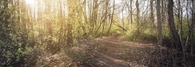 Gün batımında yaprak döken ormanın içinden geçen toprak bir yol. Yakın plan. Taze yeşil yapraklar. Ağaç gövdelerinden güneş ışınları geçiyor. Almanya. Idyllic kırsal kesim. Turizm, çevre koruma, mevsimler