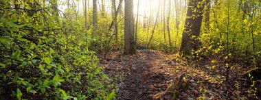 Gün batımında yaşlı yosunlu ağaçlar ve genç çalılar, yakın plan. Taze yeşil yapraklar. Ağaç gövdelerinden güneş ışınları geçiyor. Almanya 'da bahar ormanı. Idyllic kırsal kesim. Turizm, çevre koruma, mevsimler