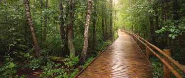 Kamu parkındaki yeşil yaprak döken ağaçların arasından geçen modern ahşap dolambaçlı patika. Danimarka 'da çevre koruma. Yağmur ormanları, eko turizm, eğlence, bisiklet, İskandinav yürüyüş temaları