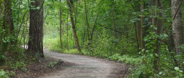 Gizemli yaprak döken ormanda keskin bir dönüş yapan kırsal bir yol. Eski yosunlu ağaç gövdeleri yakın planda, ağaç siluetleri arka planda. Karanlık manzara. Çevre turizmi, İskandinav yürüyüşü, eğlence
