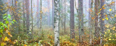 Görkemli çam ormanının içinden sisli bir yol. Yumuşak güneş ışığı, güneş ışınları. Panoramik görünüm