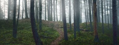 Görkemli çam ormanının içinden sisli bir yol. Yumuşak güneş ışığı, güneş ışınları. Panoramik görünüm