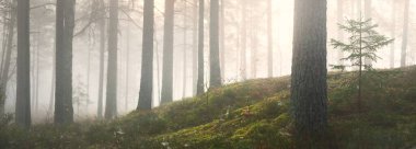 Görkemli çam ormanının içinden sisli bir yol. Yumuşak güneş ışığı, güneş ışınları. Panoramik görünüm