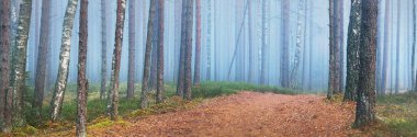Görkemli çam ormanının içinden sisli bir yol. Yumuşak güneş ışığı, güneş ışınları. Panoramik görünüm