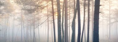 Sisin içinde görkemli, esrarengiz bir çam ormanı. Yumuşak güneş ışığı. Sonbahar manzarası. Kemeri Ulusal Parkı, Letonya. Panoramik görünüm