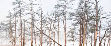 Gündoğumunda yoğun ve gizemli bir siste Evergreen Ormanı (bataklık). - Letonya. Yumuşak güneş ışığı. Idyllic sonbahar manzarası. Peri, rüya gibi bir sahne. Saf doğa, eko-turizm teması