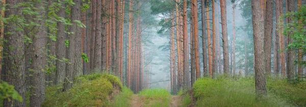 Starożytne Sosny Kręta Ścieżka Porannej Mgle Łotwa Krajobraz Atmosferyczny Turystyka — Zdjęcie stockowe