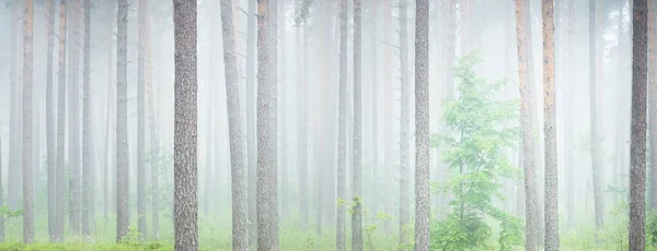 Árvores Poderosas Numa Neblina Matinal Majestosa Floresta Sempre Verde Paisagem — Fotografia de Stock