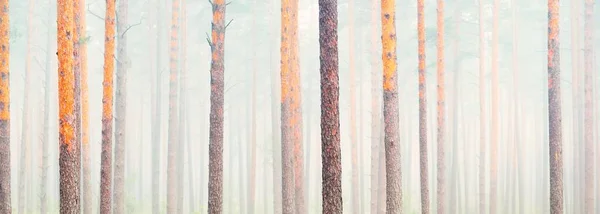 Mäktiga Träd Morgondimma Majestätisk Vintergrön Skog Atmosfäriskt Landskap Ekoturism Miljö — Stockfoto