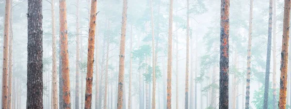 Puissants Arbres Dans Brouillard Matinal Majestueuse Forêt Feuilles Persistantes Paysage — Photo