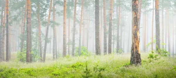 소나무들은 있었지 목가적 풍경입니다 숲에서 서식한다 유럽의 — 스톡 사진