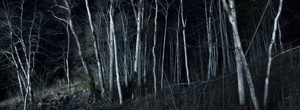 Epic starry sky above the birch tree forest in autumn. Illuminated white silhouettes in the dark. Gauja national park, Sigulda, Latvia. Mystic landscape