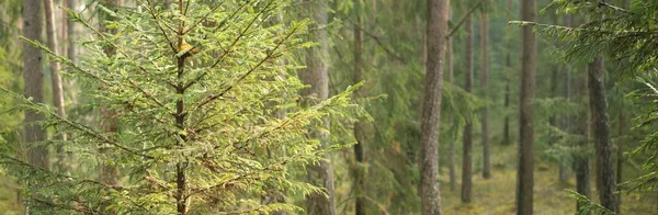 Panoramautsikt Från Bergen Mörk Majestätisk Vintergrön Skog Mäktiga Träd Trädstockar — Stockfoto