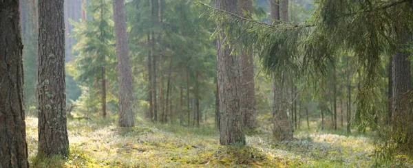 Панорамный Вид Холмов Темно Величественного Вечнозеленого Леса Могучие Деревья Деревья — стоковое фото