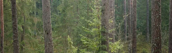 暗い雄大な常緑樹林の丘からのパノラマビュー 強力な木 木の丸太 緑の植物 ヨーロッパの春 生態学 環境保全 エコツーリズム — ストック写真