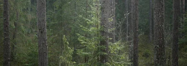 Panoramautsikt Från Bergen Mörk Majestätisk Vintergrön Skog Mäktiga Träd Trädstockar — Stockfoto