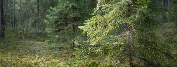 从黑暗雄伟的常绿森林的山丘上俯瞰全景 高大的树 绿色的植物 欧洲的春天 环境保护 生态旅游 — 图库照片