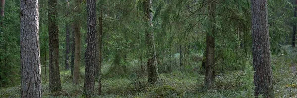 Panoramautsikt Från Bergen Mörk Majestätisk Vintergrön Skog Mäktiga Träd Trädstockar — Stockfoto