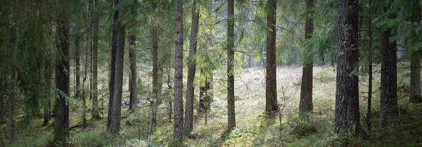 Panorámás Kilátás Sötét Fenséges Örökzöld Erdő Dombjairól Hatalmas Fák Fatörzsek — Stock Fotó
