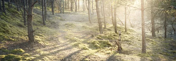 夕阳西下 一条穿过青苔丛生的老松树林的小路 金色的阳光穿过树干 阴影笼罩在地面上 芬兰的早春 — 图库照片