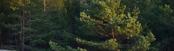 Καλλιεργούνται Κωνοφόρα Δέντρα Στο Καταπράσινο Δάσος Χρυσό Φως Ηλιοβασίλεμα Ειδυλλιακό — Φωτογραφία Αρχείου