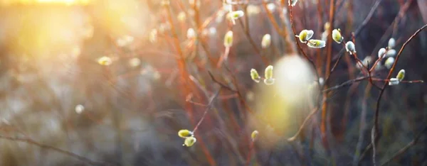 Genç Söğüt Ağacı Dalları Bokeh Altın Gün Batımı Işığı Bulanıklaştı — Stok fotoğraf