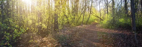 Uma Estrada Terra Através Floresta Decídua Primavera Pôr Sol Close — Fotografia de Stock