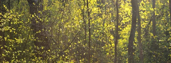 日没時に古いモッシーの木や若い茂み クローズアップ 新緑の葉 幹から太陽が差し込む ドイツの春の森 牧歌的な田園風景 環境保全 — ストック写真