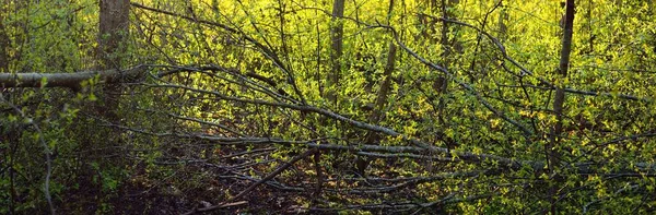Árvores Musgosas Velhas Arbustos Jovens Por Sol Close Folhas Verdes — Fotografia de Stock