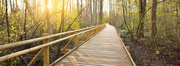 Sendero Moderno Madera Para Caminar Través Del Humedal Atardecer Cerca — Foto de Stock