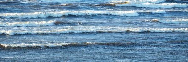 日没時にバルト海の海岸を眺めます 砂丘と植物 砂丘草 アンフィラ のクローズアップ 波と水が飛び散った 牧歌的な海の景色 早春だ エコツーリズム 生態系 — ストック写真