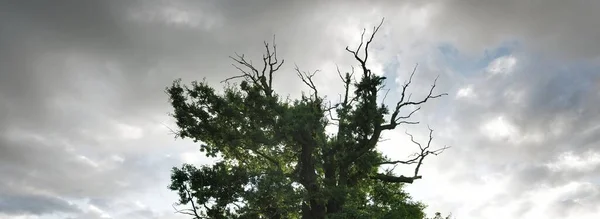 Ősi Félholt Félig Élő Hatalmas Tölgyfa Drámai Naplemente Felhők Varázslat — Stock Fotó