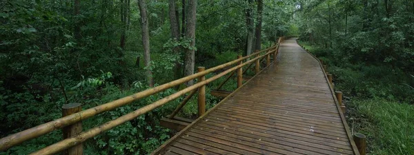现代木制绕道 木板路 穿过公园中的绿落叶树 丹麦的环境保护 生态旅游 自行车 北方步行主题 — 图库照片