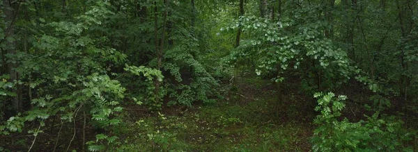 Mystisk Lövskog Mulen Sommardag Mäktiga Träd Och Växter Mörkt Landskap — Stockfoto