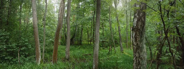 Rejtélyes Lombhullató Erdő Egy Felhős Nyári Napon Hatalmas Fák Növények — Stock Fotó