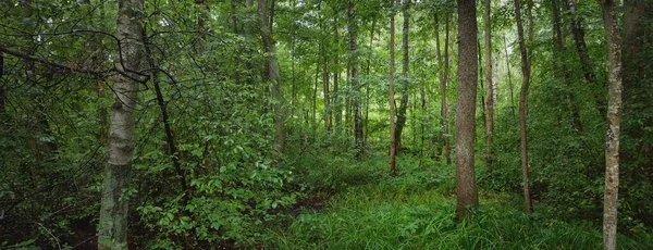在多云的夏日 神秘的落叶森林 高大的树木和植物 黑暗的风景 生态生态系统 环境保护 生态旅游 — 图库照片