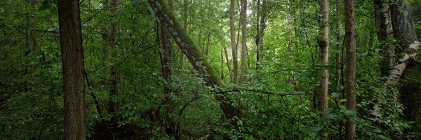 Floresta Caduca Misteriosa Dia Nublado Verão Poderosas Árvores Plantas Paisagem — Fotografia de Stock