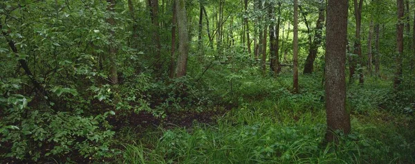 Tajemný Opadavý Les Zamračeném Letním Dni Mocné Stromy Rostliny Temná — Stock fotografie
